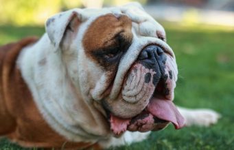 English Bulldog As Your Priority As A New Pet (2)