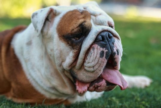 English Bulldog As Your Priority As A New Pet (2)
